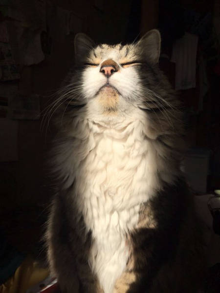 صور قطط جميلة تحب ضوء الشمس