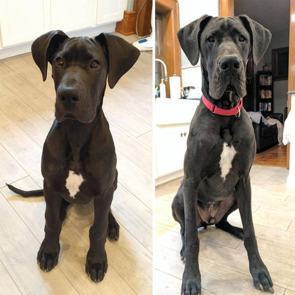 صور كلاب قبل و بعد ان كبرت