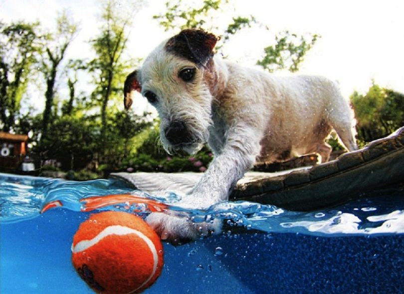 صور مرعبة لكلاب تحت الماء