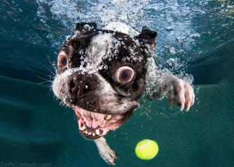 Terrifying photos of dogs underwater.