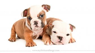 Pictures of young dogs, six weeks old.