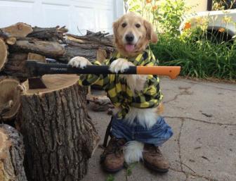 A dog living like a human.