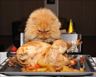 An evil cat. He doesn't like anything.