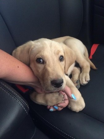 Pretty dog photos.