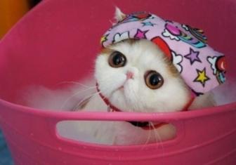 Pictures of beautiful animals. You want to smile.