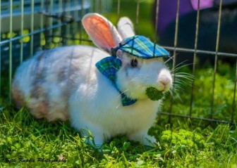 Pictures of beautiful animals with hats.