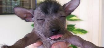 Fotos de perros raros y extraños.
