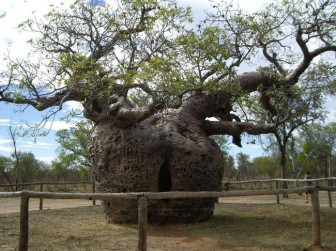 Pictures of the world's oldest trees.