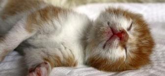 Pictures of very small, impressive cats.