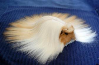 Pretty pictures of great fur animals.
