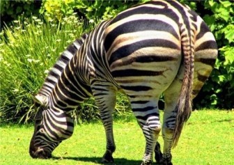 Funny pictures of fat animals.