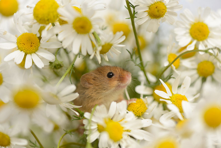 صور فئران برية صغيرة جميلة جدا