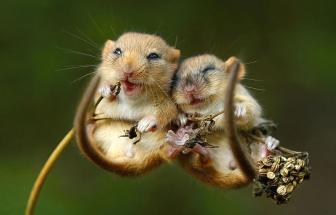Little, pretty wild mouse pictures.