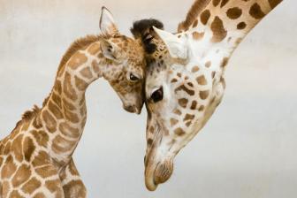 Great pictures of the family in the animal world.