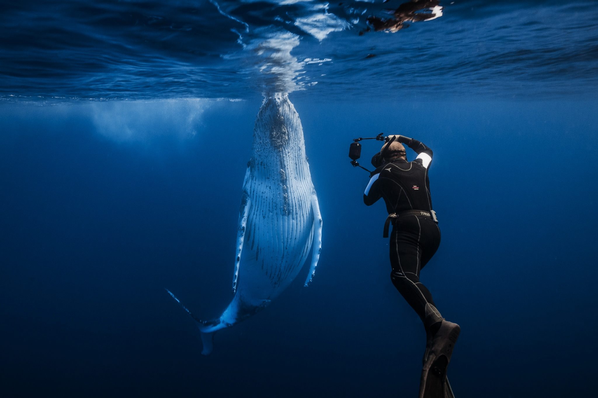 Мощность кита под водой. Киты в океане. Океан под водой. Океан с китом под водой. Человек в океане.