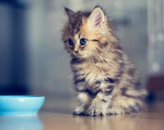 Pictures of beautiful, very small cats.