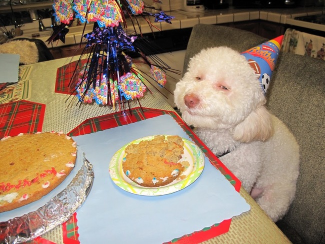 صور حيوانات سعيدة تحتفل بعيد ميلادها