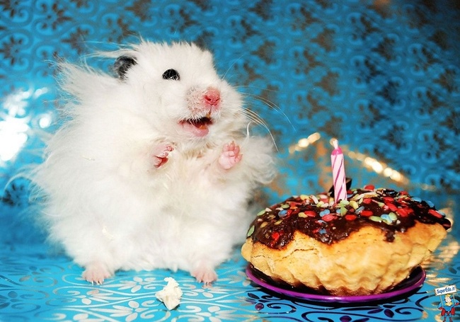 صور حيوانات سعيدة تحتفل بعيد ميلادها