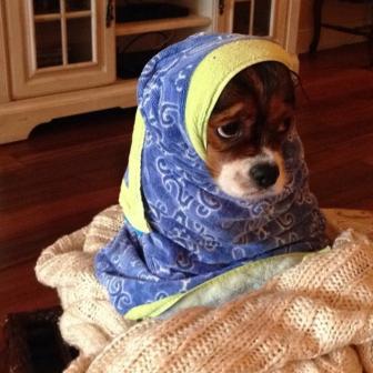 Funny and funny pictures of dogs in the shower.