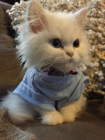 Sweet pictures will make you happy.
