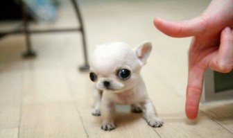 Very, very, very small dogs.