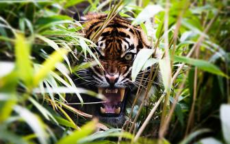 High quality images of live life in the wild