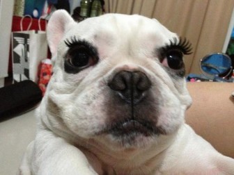 Pictures of dogs and poor cats. You have to apologize.
