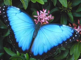 Amazing pictures of the most beautiful butterflies in the world.