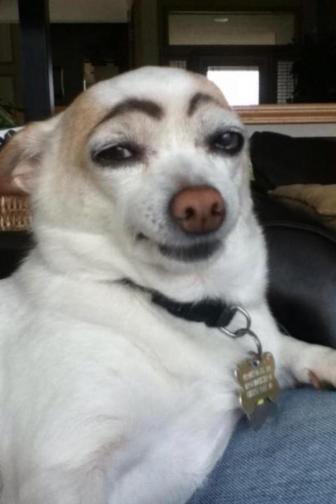 Funny pictures of dogs with eyebrows.