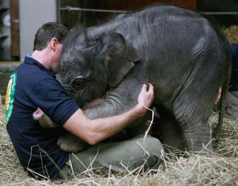 Beautiful pictures of a hugging of animals with humans.