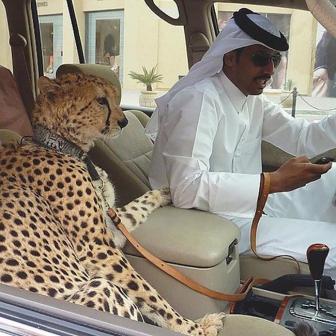 صور من دبي - أرض الرفاهية و الترف