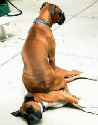 Pictures of cute dogs sitting where they liked.