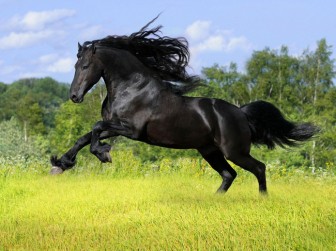 Nice pictures of horses with great hair.