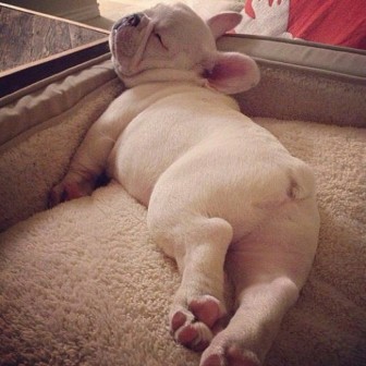 Pretty pictures of tired animals.