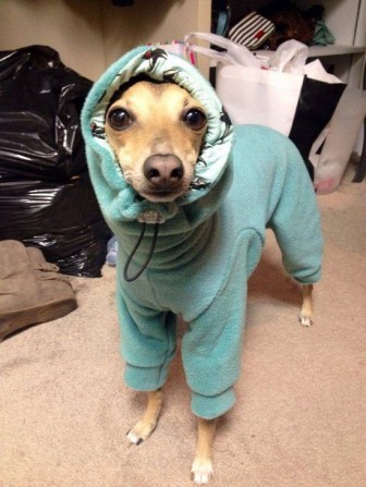 Pretty pictures of the animals in the winter dress.
