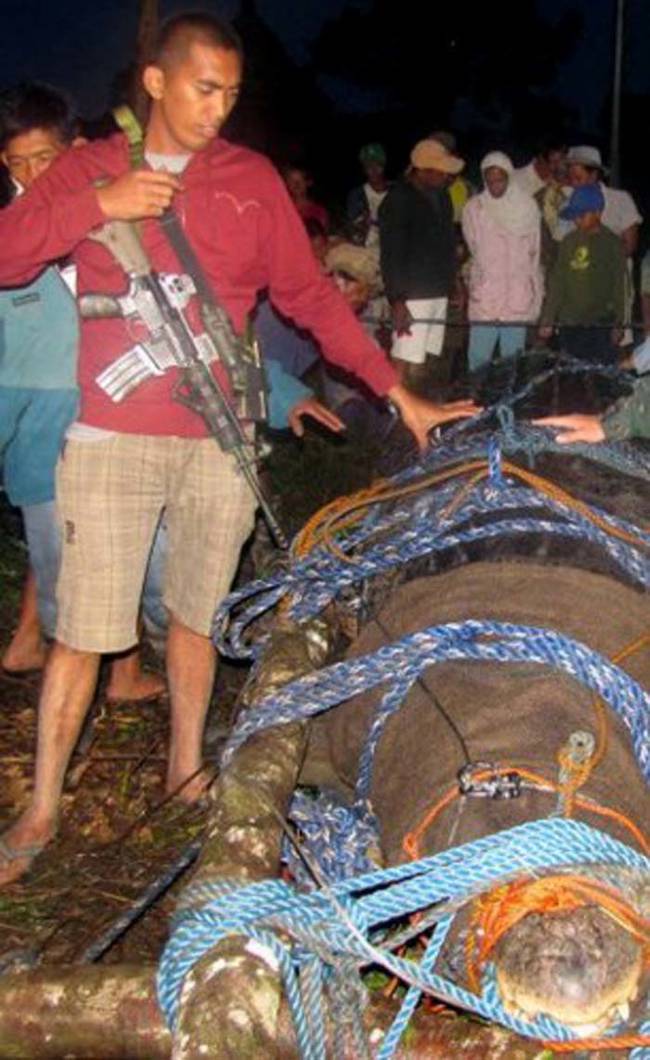 اكبر تمساح في العالم - وجد في الفلبين