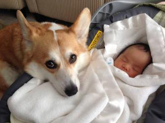 Big dogs guarding small children.