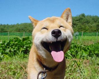 Pictures of the happiest animals in the world.