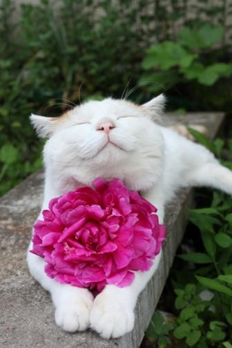 The most happy cat in the world, not Arab.