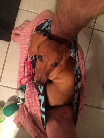 Funny hions never leave their owners.