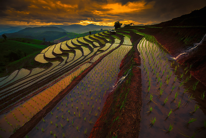 صور رائعة لحقول الأرز