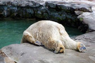 Very tired, tired, and funny pictures.