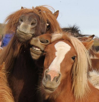 Salafi pictures of funny animals.