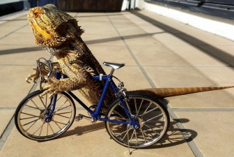 A chameleon who lives a life, not a sweeter.