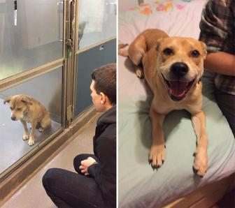 Animal photos before and after adoption.