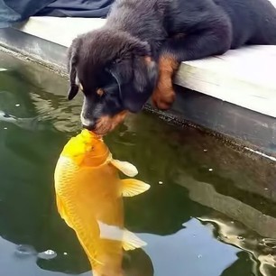 The most beautiful pictures of small and wonderful animals.