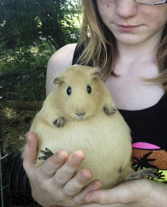 Pictures of animal bearing and funny.