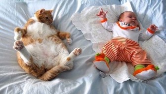 Cute cat pictures. It works to be a nanny.