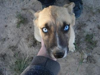 Pictures of the prettiest animal eyes.