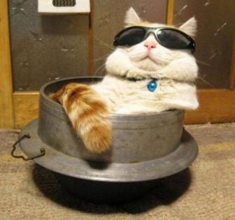 Funny, beautiful cat pictures.